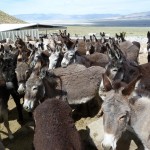 Wild Burro Refuge in Olancha, CA. Photo: A. Hast