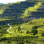Kaiserstuhl Oberrotweil Weinterrassen